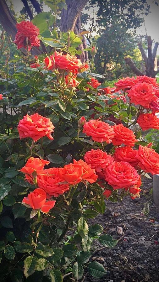 Ekas Rosengarten Гори Екстериор снимка