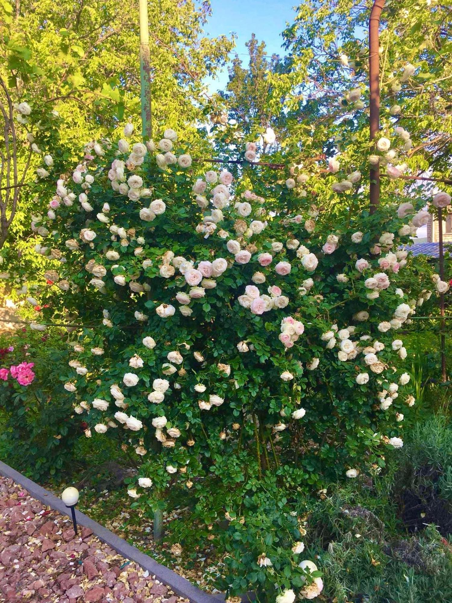 Ekas Rosengarten Гори Екстериор снимка